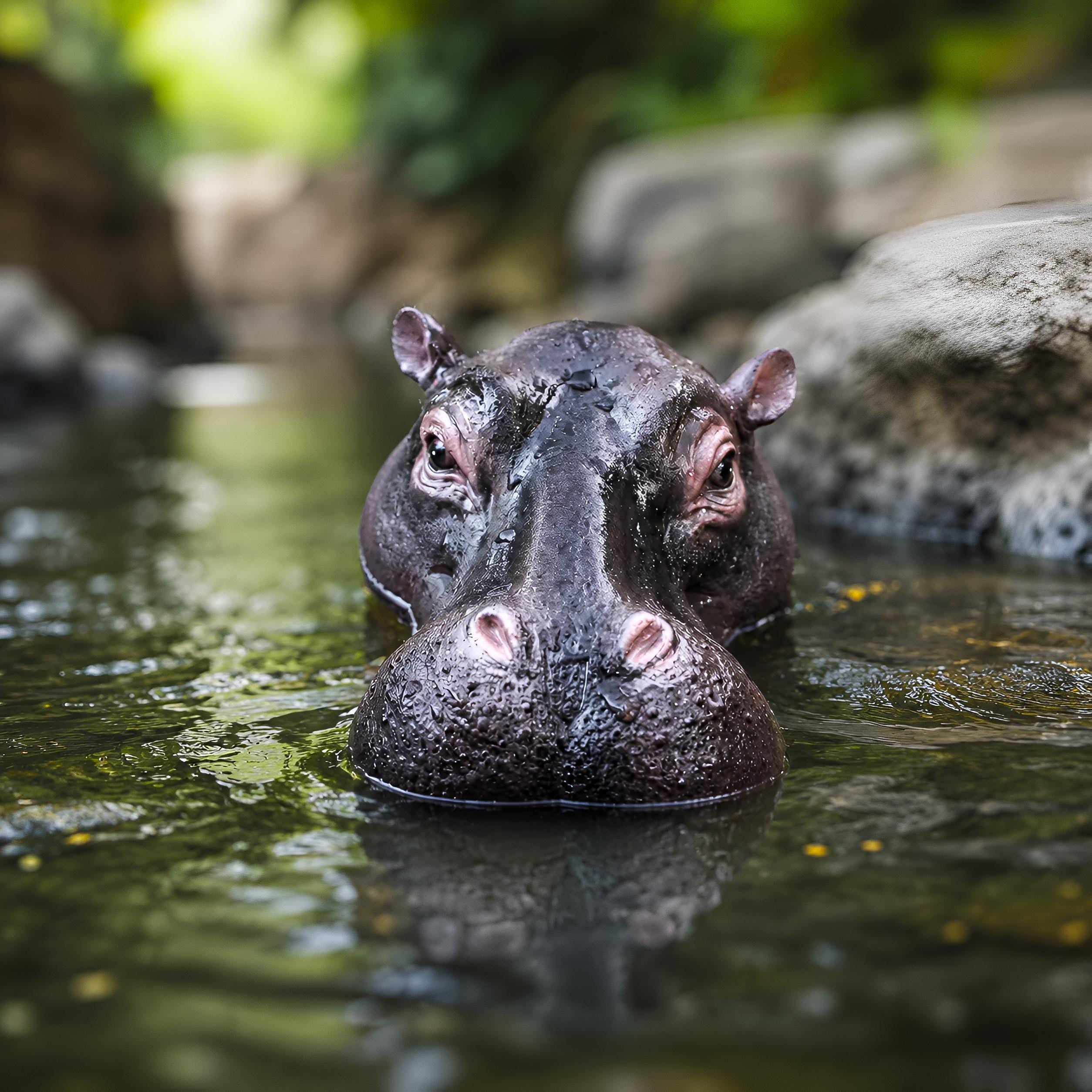 Hippopotamus Statue, Realistic Hippo Figurine Wildlife Decor, Animal Sculpture, Safari Home Accent, Jungle Garden Ornament Animal Lover Gift